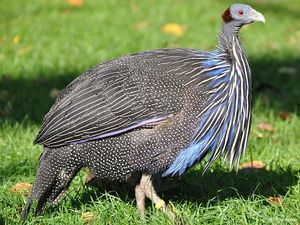 Описание птиц цесарок