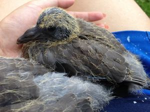 Голуби подростки