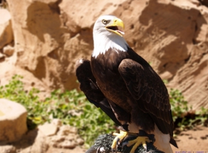 Внешний вид орлов