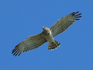 Как выглядит орел