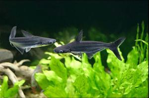 Как разводить пангасиус