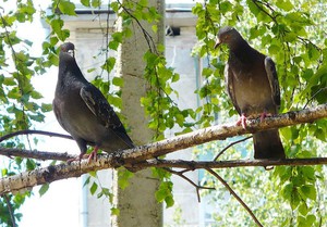 Голуби на ветке