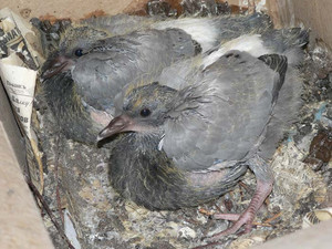 Молодые голуби