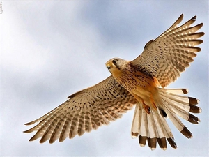 Чем питается сокол