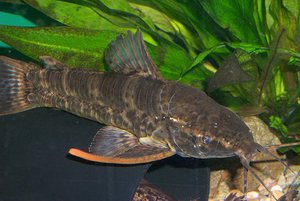 Содержание аквариумного сома таракатум