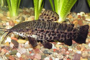 Самка сомика таракатума