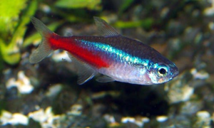 Неоны родом из Америки, но развели их в искусственной среде впервые в Германии