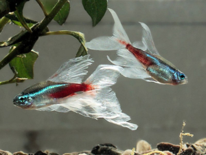 Вуалевый неон - обладает красивейшими плавниками и ценится дороже собратьев