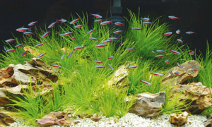 Для успешного размножения неонам требуются комфортные условия