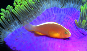 История открытия этих рыбок европейцами очень интересная