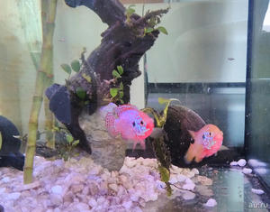 Аквариумная рыбка неоновый хромис