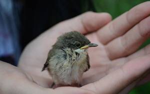 Как кормить птенца воробья