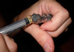 Как правильно кормить птенцов