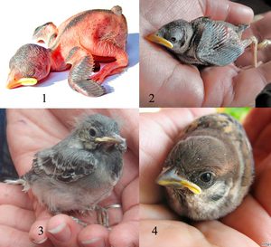 Птенец воробья: как правильно кормить 