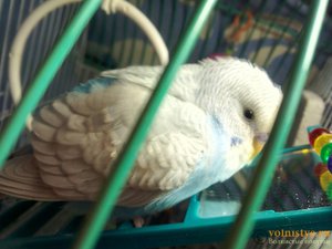 Болезни волнистых попугаев: симптомы и эффективное лечение