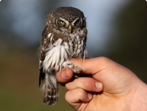 Какие повадки у сычей