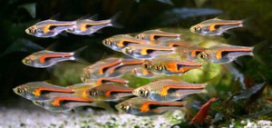 Аквариумная рыбка