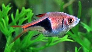 Где обитает клинопятнистая расбора