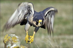 Полет сапсана