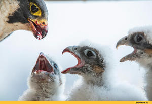 Птенцы сапсана