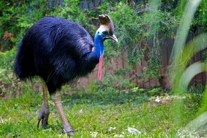 Описание второй по величине птицы казуар