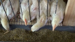 Цыплята бройлеров рахит