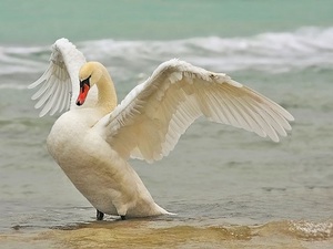 Описание самых больших и самых красивых птиц