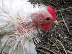 Симптомы заболевания пухоедом