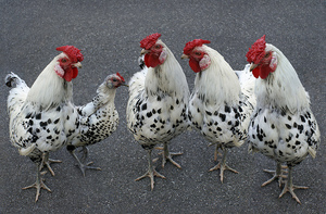 Выведение пероеда у кур