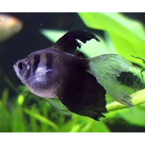 Вуалевая тернеция