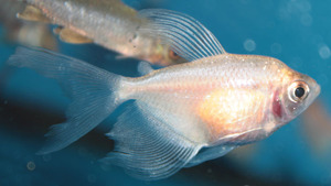 Тернеция альбинос