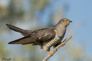 Краткое описание птицы кукушка обыкновенная