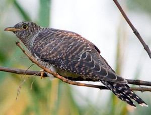 Кукушка откладывает яйца в гнезда чужих птиц