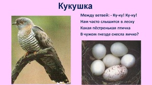 Кукушка птица перелетная