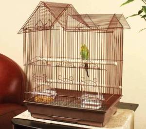 Попугаю в клетке должно быть комфортно