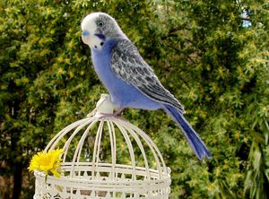 Сколько живут волнистыепопугаи в домашних условиях