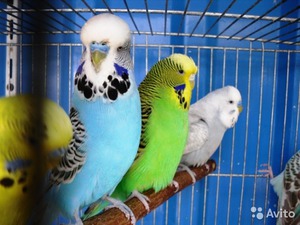 Волнистые попугаи