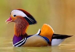 Самые редкие птицы обитающие на территории России