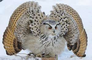 Птицы занесенные в Красную книгу