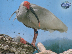 Исчезающие виды птиц