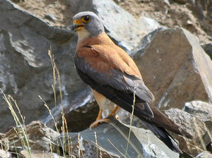 Занесенные в Красную книгу-птицы