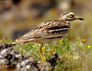 Занесенные в Красную книгу России -птицы