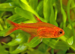 Тетра Аманда