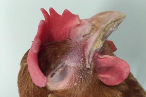 Лечение респираторного микоплазмоза у кур 