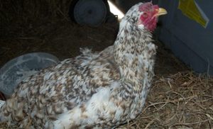 Лечение респираторного микоплазмоза у  бройлеров 