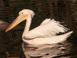 Редкие и исчезающие виды птиц