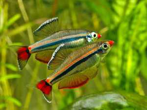 Рыбка Кардинал