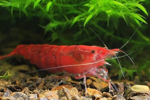 Креветки в аквариуме: уход, кормление и разведение для начинающих