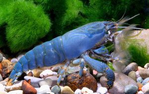 Аквариумные креветки 