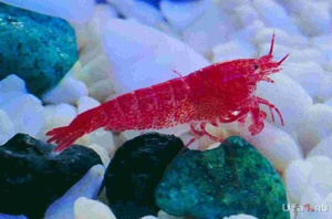 Разведение аквариумной креветки